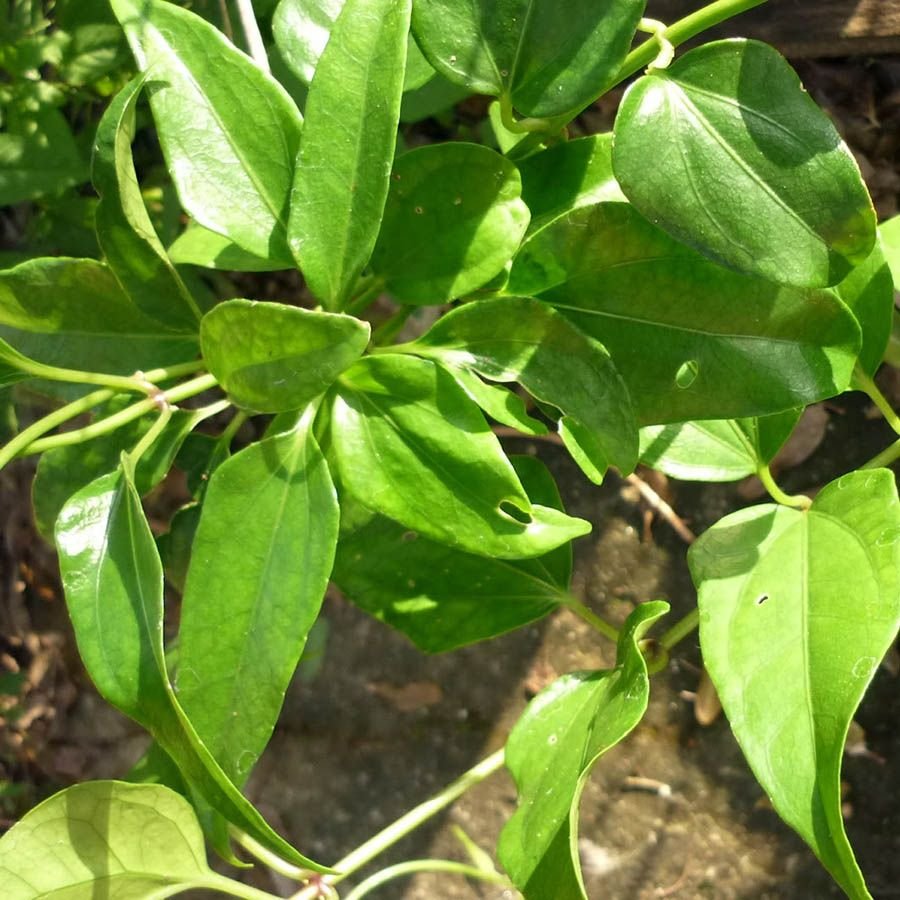 Guaco – Suas Propriedades Terapêuticas