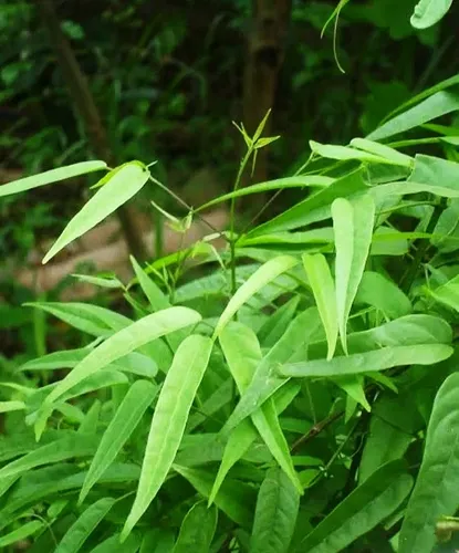 Pariri: Potencialidades Anti-inflamatórias e Antioxidantes